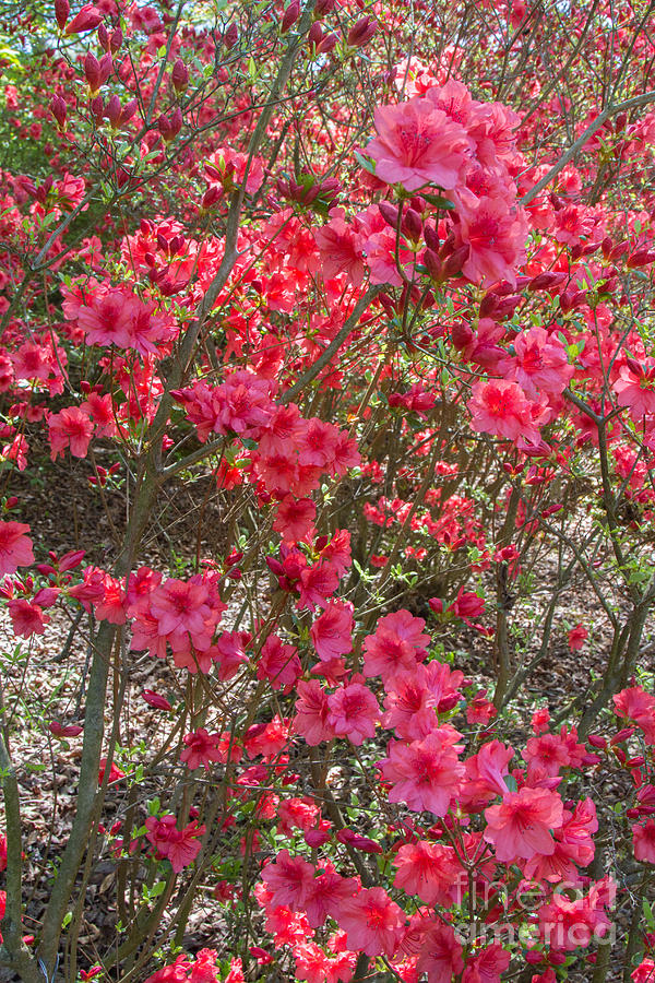 Pink Azaleas Photograph by Chris Scroggins