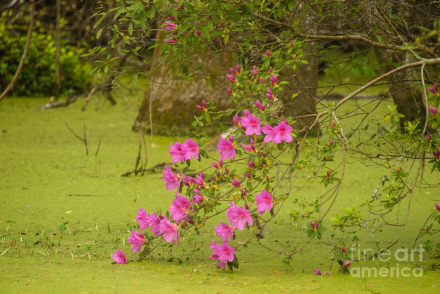 Pink Azaleas in the Forest Photograph by Iris Greenwell