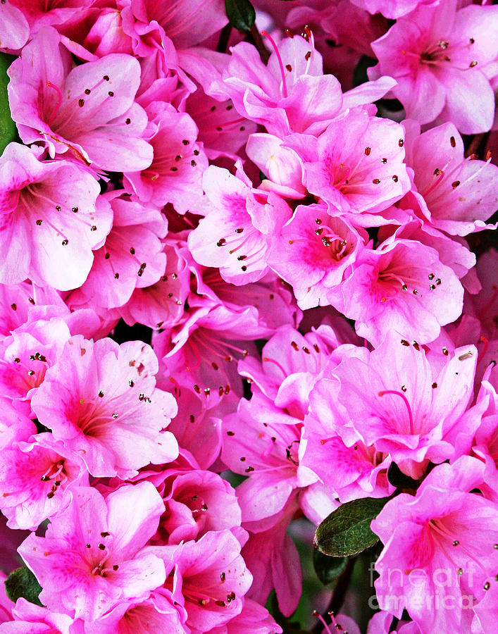 Pink Azaleas Photograph by Larry Oskin