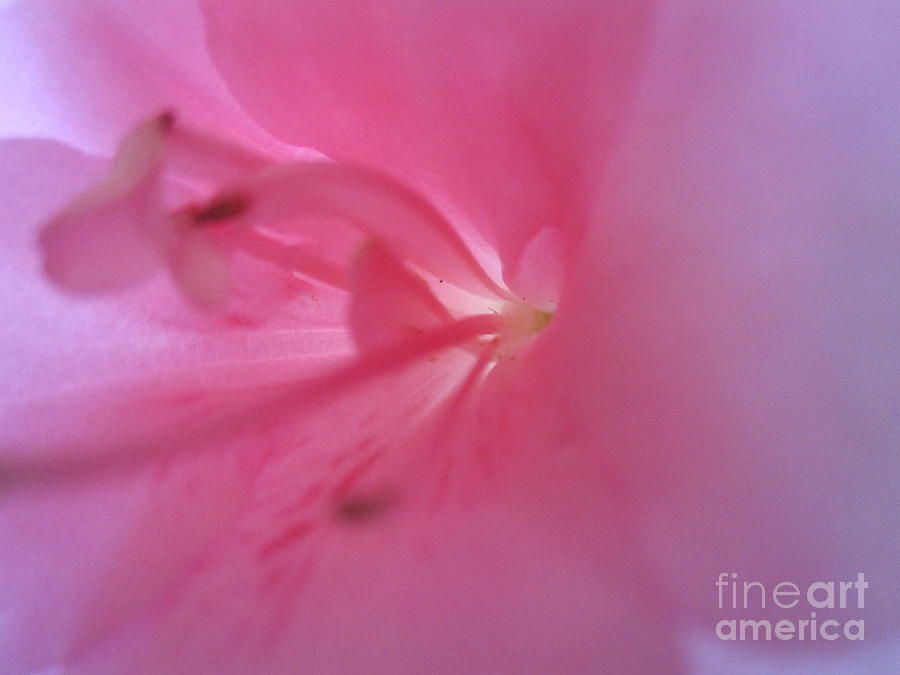 Pink Azalia Abstract 5 Photograph by Tara  Shalton