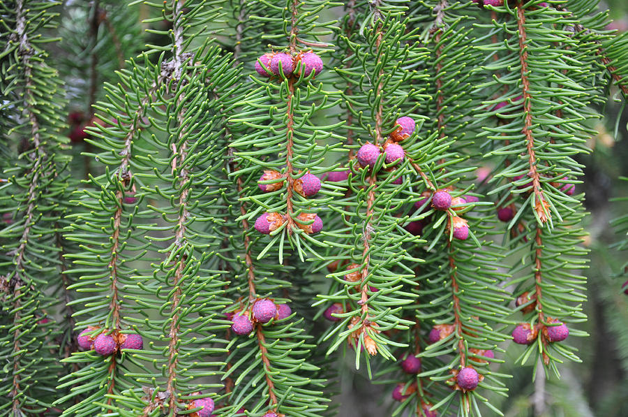 Pink baby spruce cones Photograph by Ingela Christina Rahm - Fine Art ...