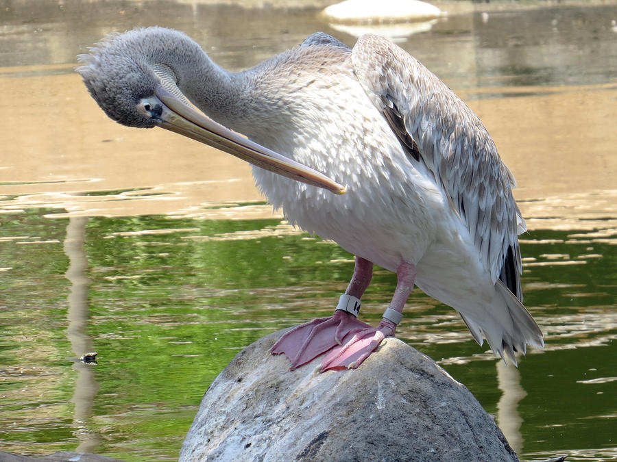 Pink Backed Pelican Preening On Rock Photograph