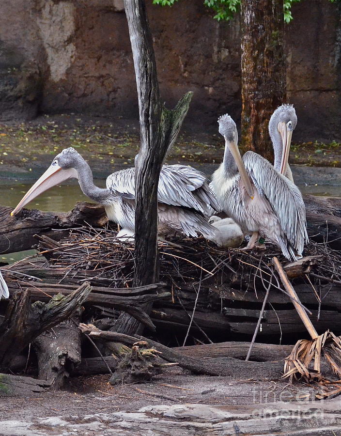 Pink Backed Pelicans Photograph by Carol  Bradley