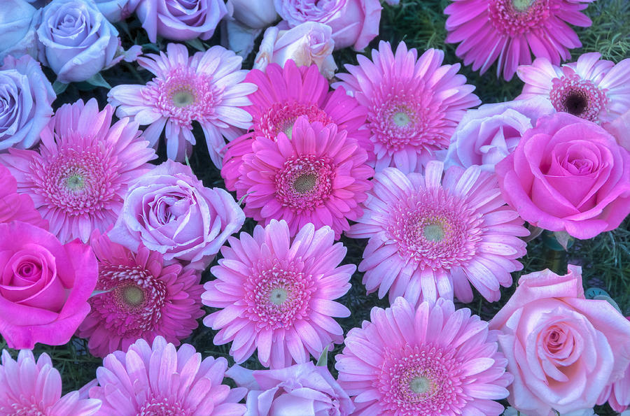 Pink Background Daisy and Roses Photograph by Connie Cooper-Edwards