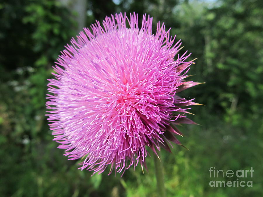Pink Ball Flower Photograph