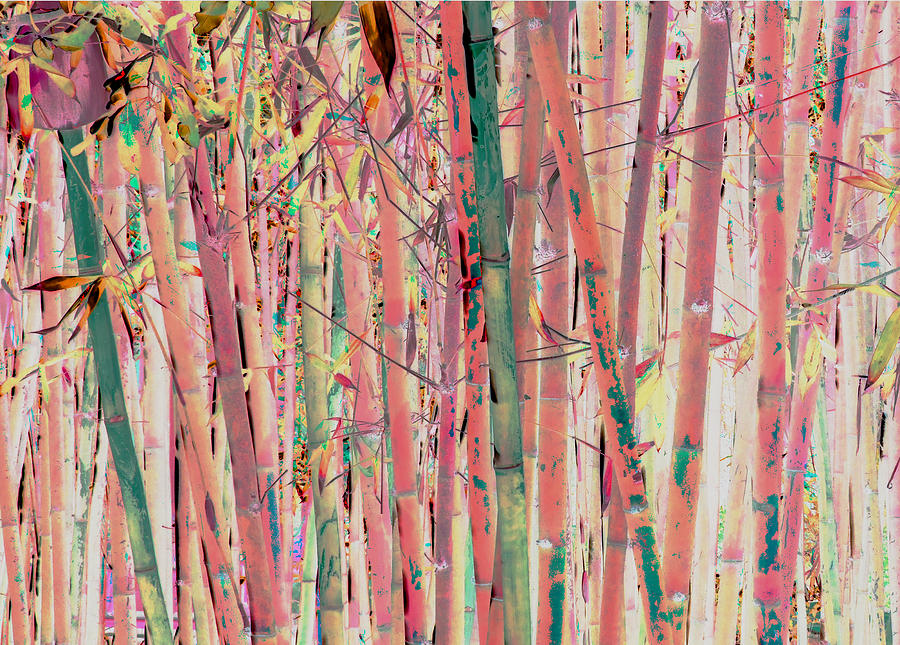 Pink Bamboo Photograph by Stephanie Grant