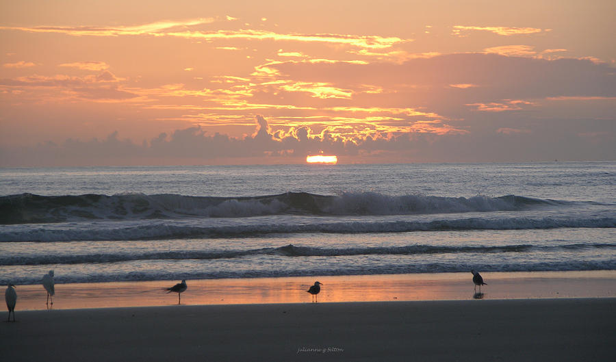 Pink beach sunrise with seabirds Photograph by Julianne Felton
