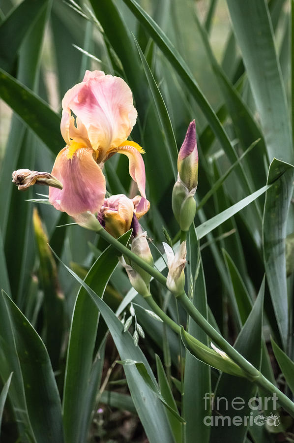 Pink Bearded Iris Photograph by Imagery by Charly
