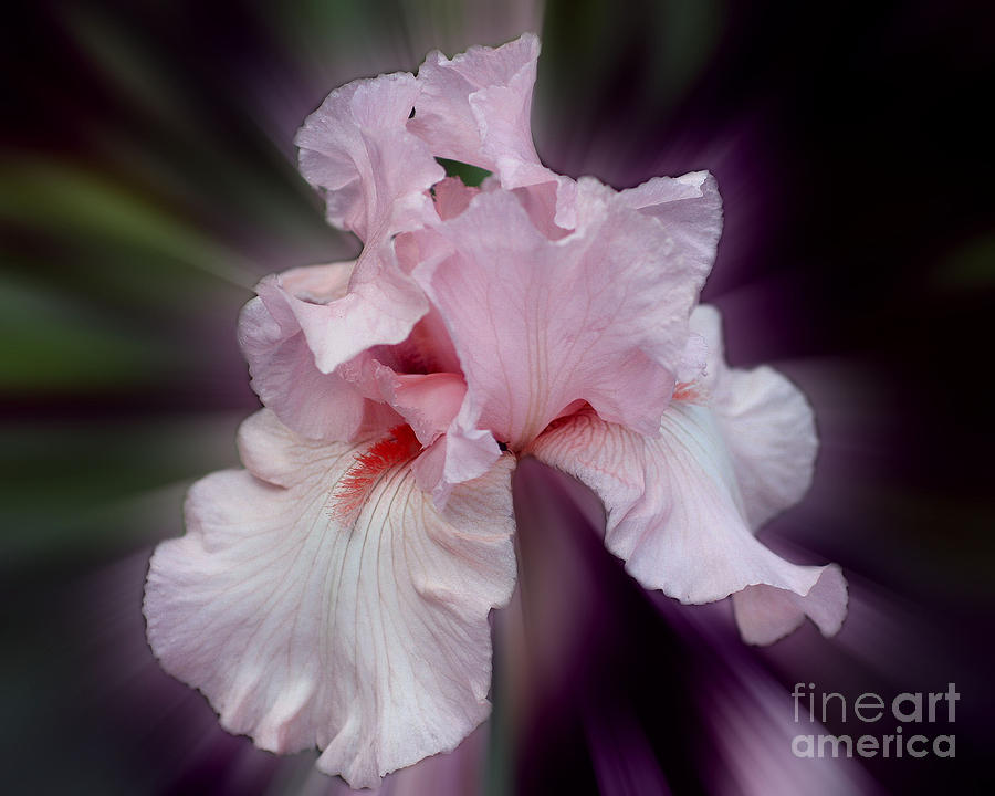 Pink Bearded Iris Photograph by Smilin Eyes Treasures
