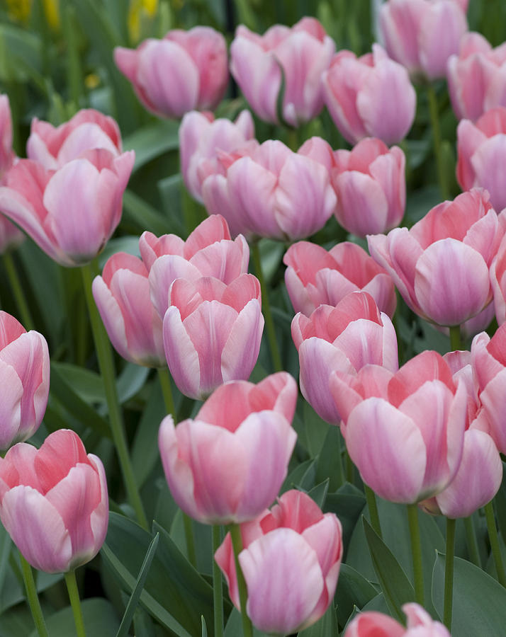 Tulip Photograph - Pink Beauties by Juli Scalzi