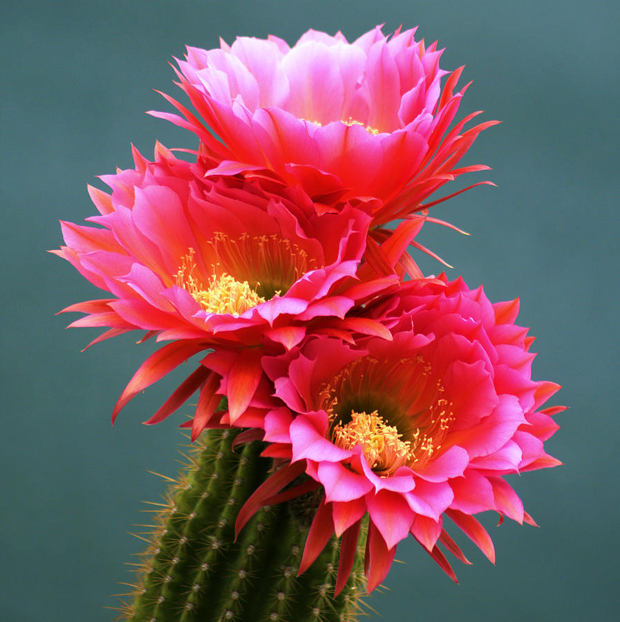 Pink Beauties Photograph by Patricia Quandel