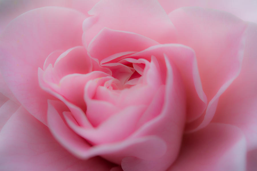 Pink Beauty Photograph by Agnes Caruso