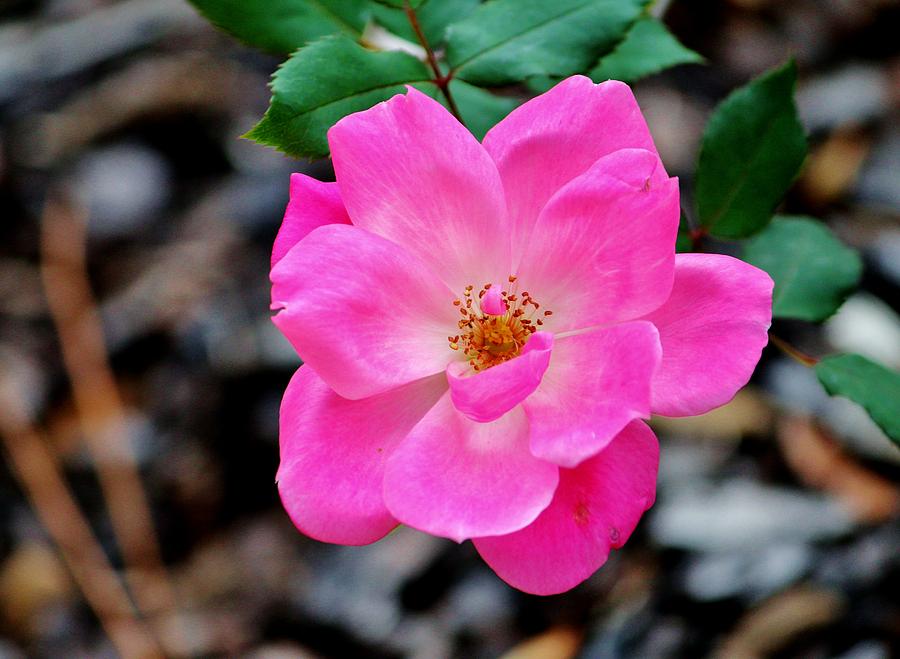 Flower Photograph - Pink Beauty  by Cynthia Guinn