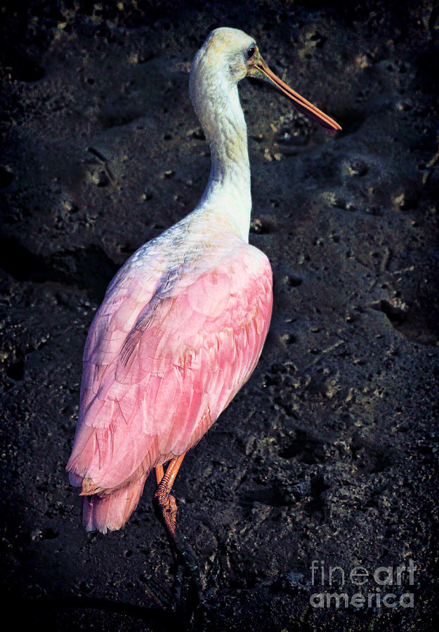 Bird Photograph - Pink Beauty by Irene Dowdy