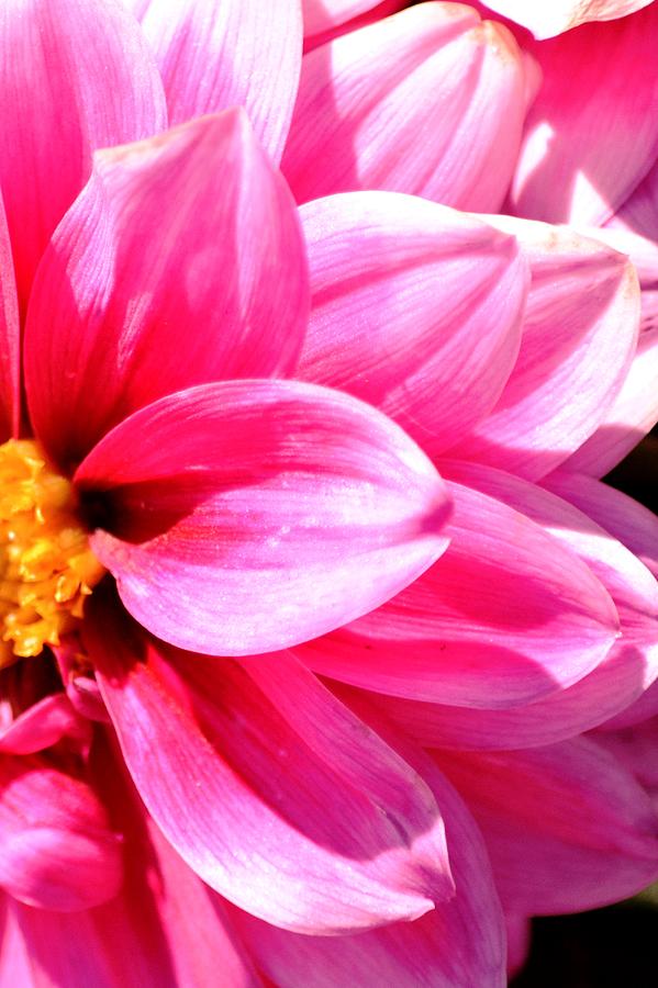 Flowers Still Life Photograph - Pink Beauty by Karen Majkrzak