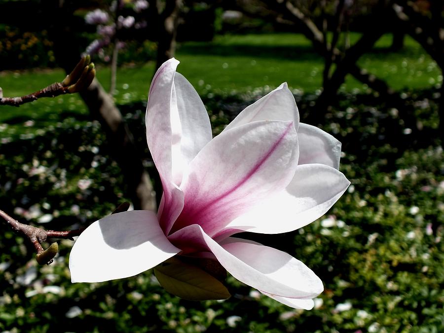 Pink Beauty Photograph by Peggy King Pink Beauty Photograph by Peggy King