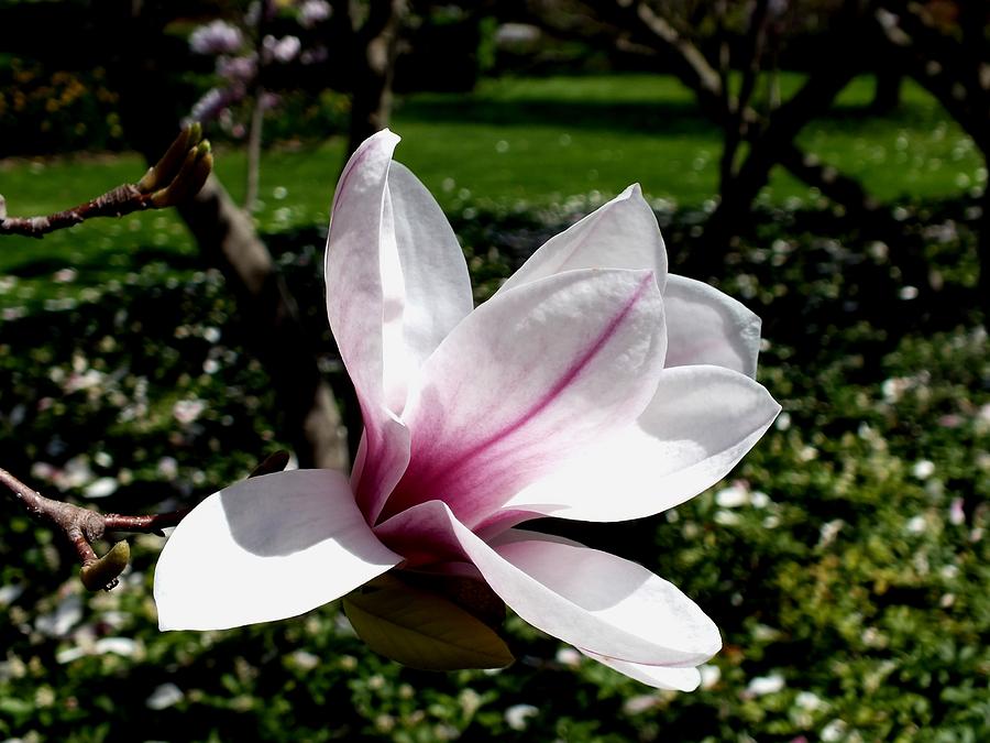 Pink Beauty Photograph by Peggy King