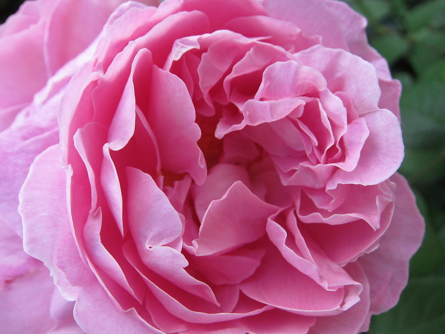 Rose Photograph - Pink Beauty by Pema Hou