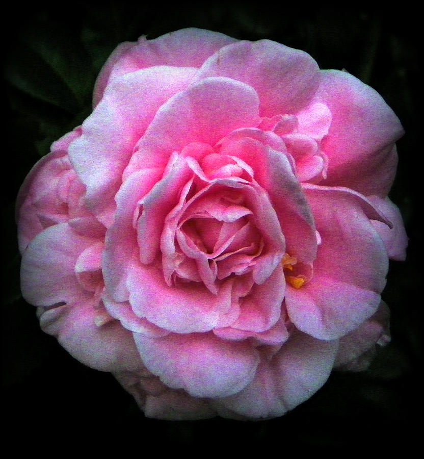 Pink Beauty Photograph by Sheri McLeroy
