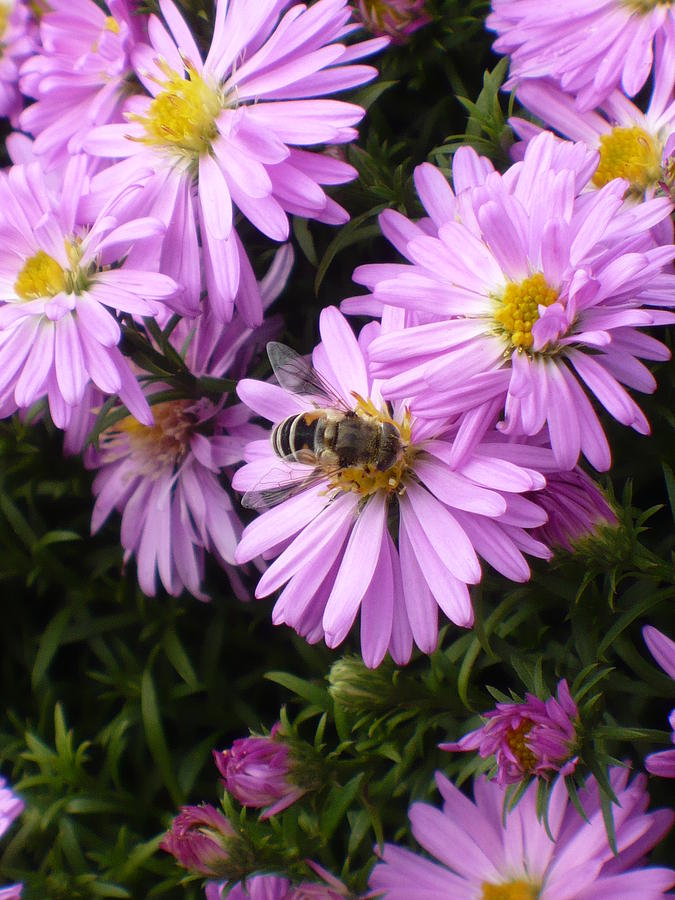 Pink Bee-auty a Photograph by Nicki Bennett | Fine Art America