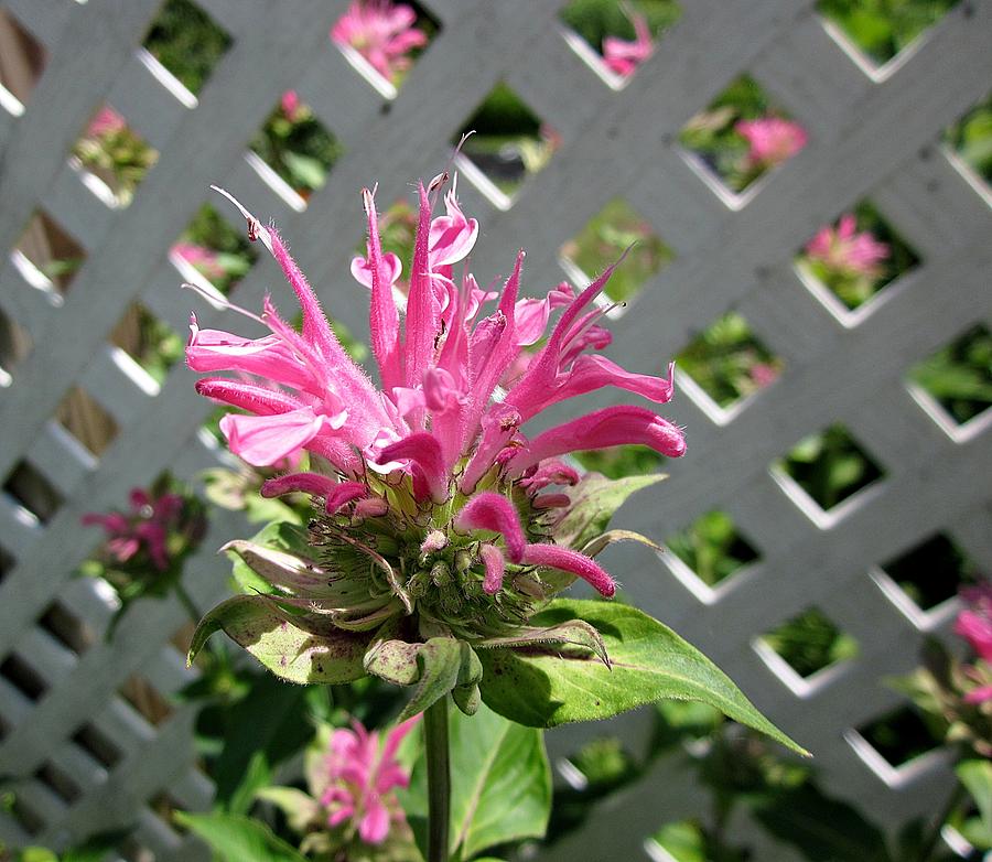 Pink Bee Balm Photograph by MTBobbins Photography