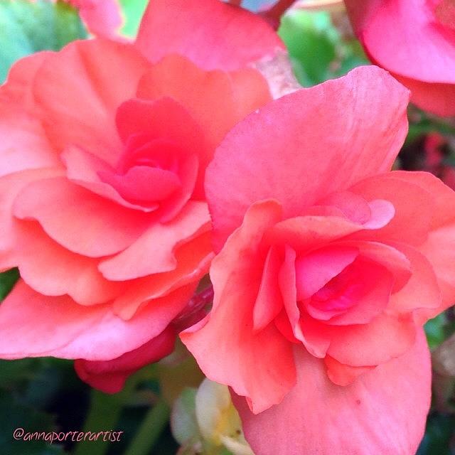 Garden Styles Photograph - Pink Begonia Duet, Iphone5 #noedit by Anna Porter