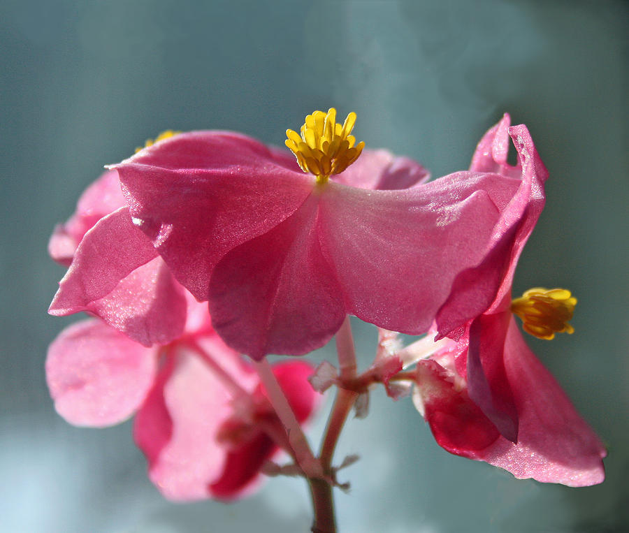 Pink Begonia Flower Portrait Photograph by Karen Adams