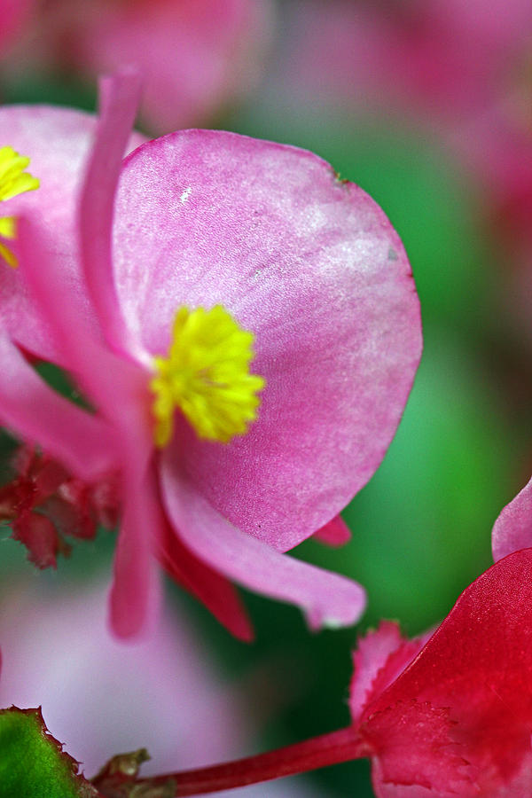 Pink Begonia Photograph by Jennifer Robin