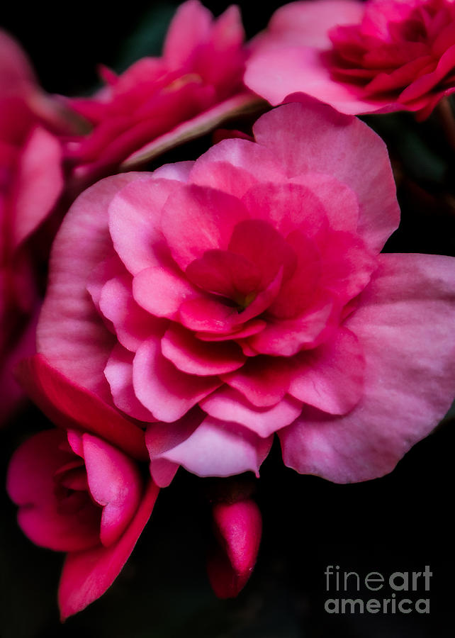 Pink Begonia Photograph by Kathleen K Parker