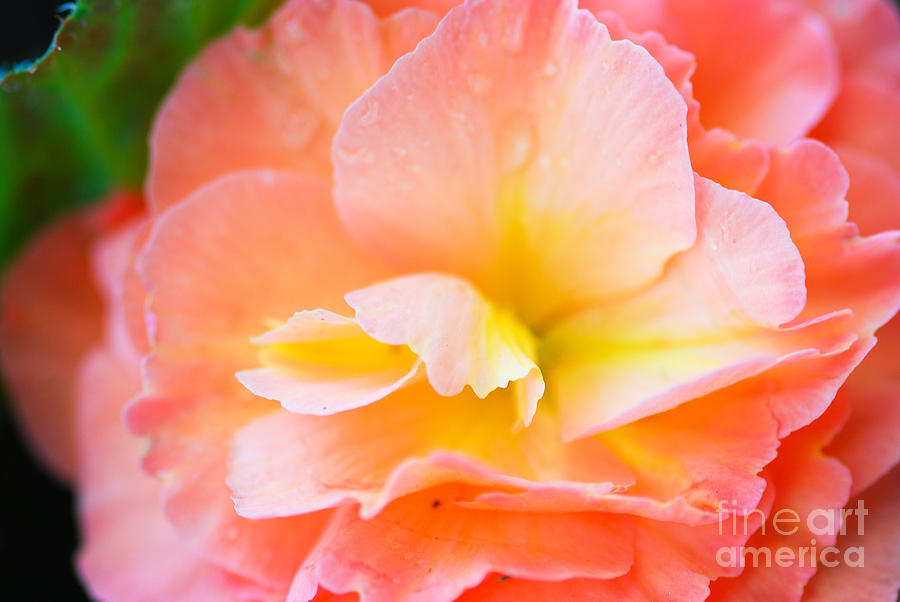 Nature Photograph - Pink Begonia with yellow center by Optical Playground By MP Ray