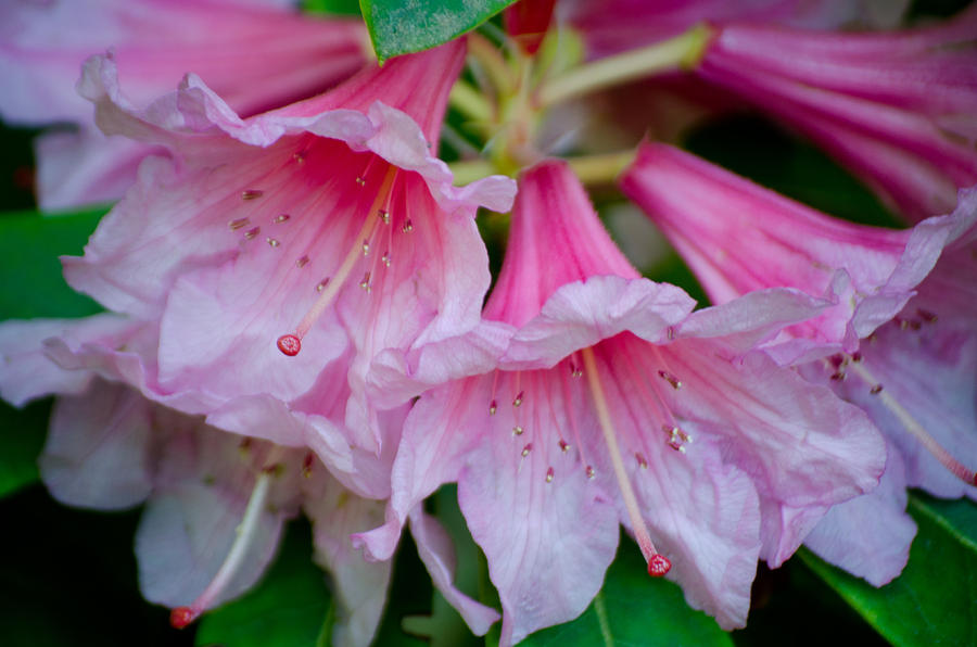 Pink Bell Blossoms Photograph by Tikvahs Hope