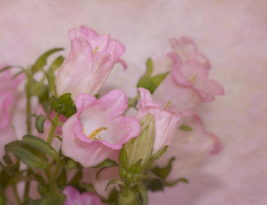 Pink Bell Flowers Photograph by Kim Hojnacki
