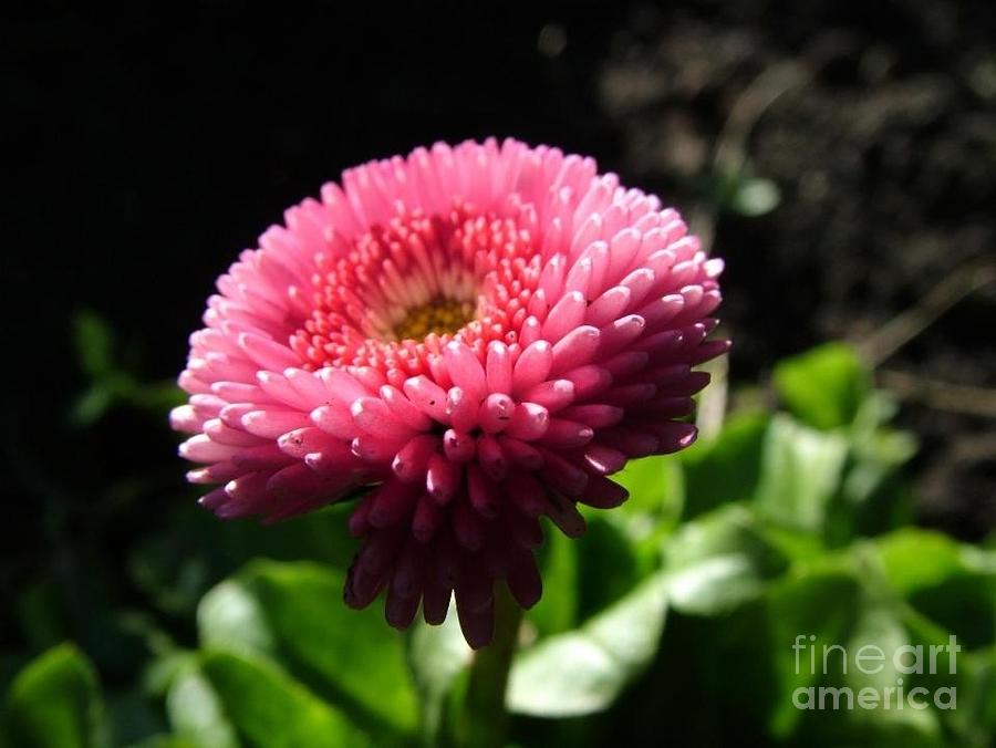 Pink Bellis Photograph by Joan-Violet Stretch