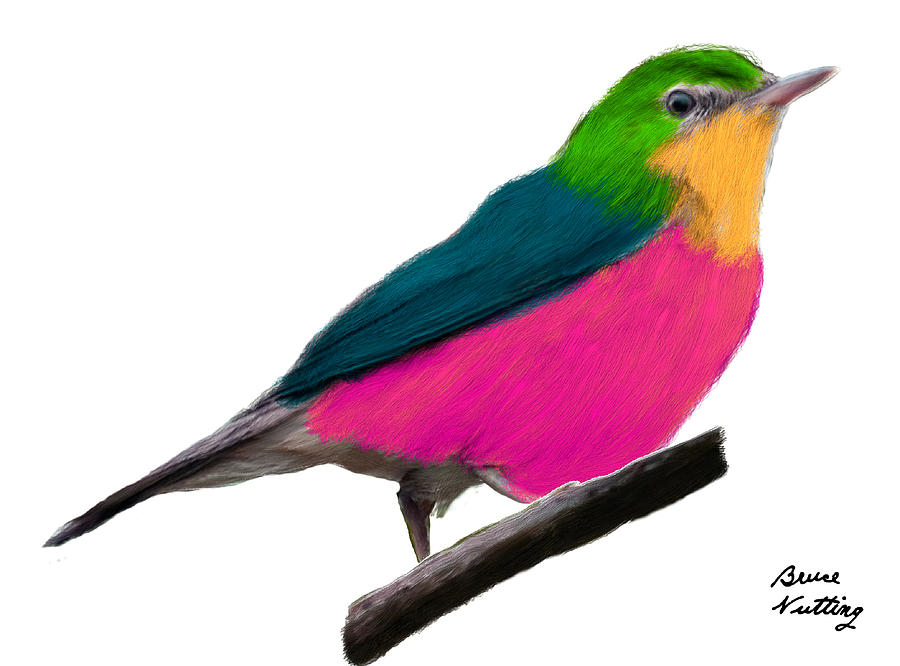 Pink Belly Warbler Painting by Bruce Nutting