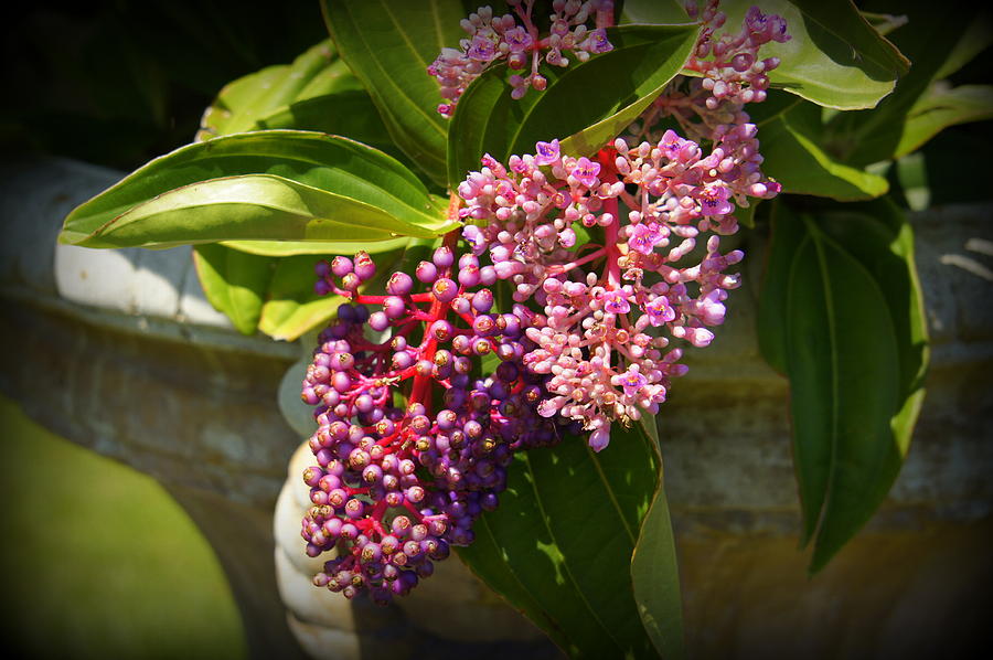 Garden Photograph - Pink Berries by Laurie Perry