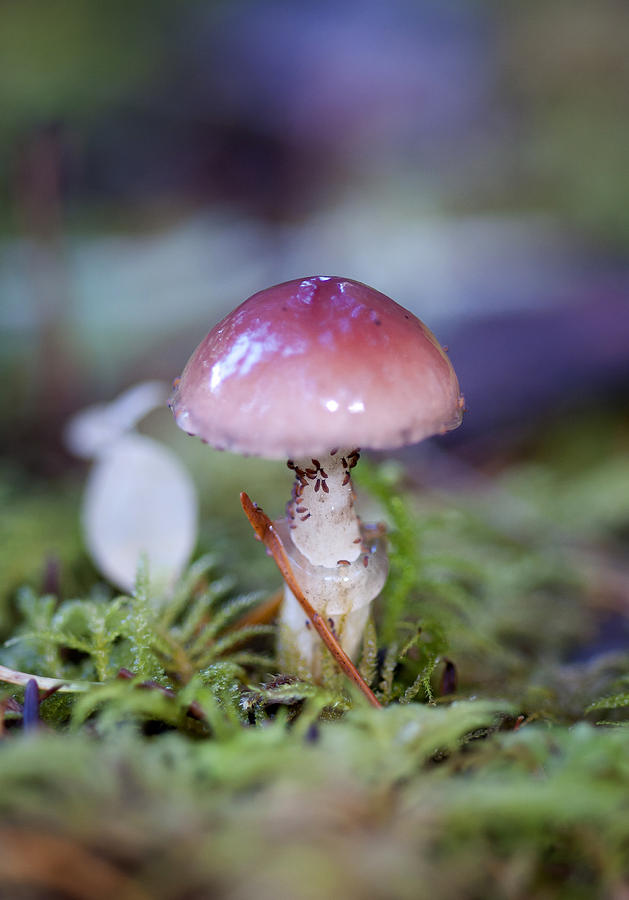 Mushroom Photograph - Pink by Betty Depee