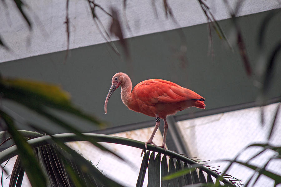 Pink Bird Photograph by Susan Jensen