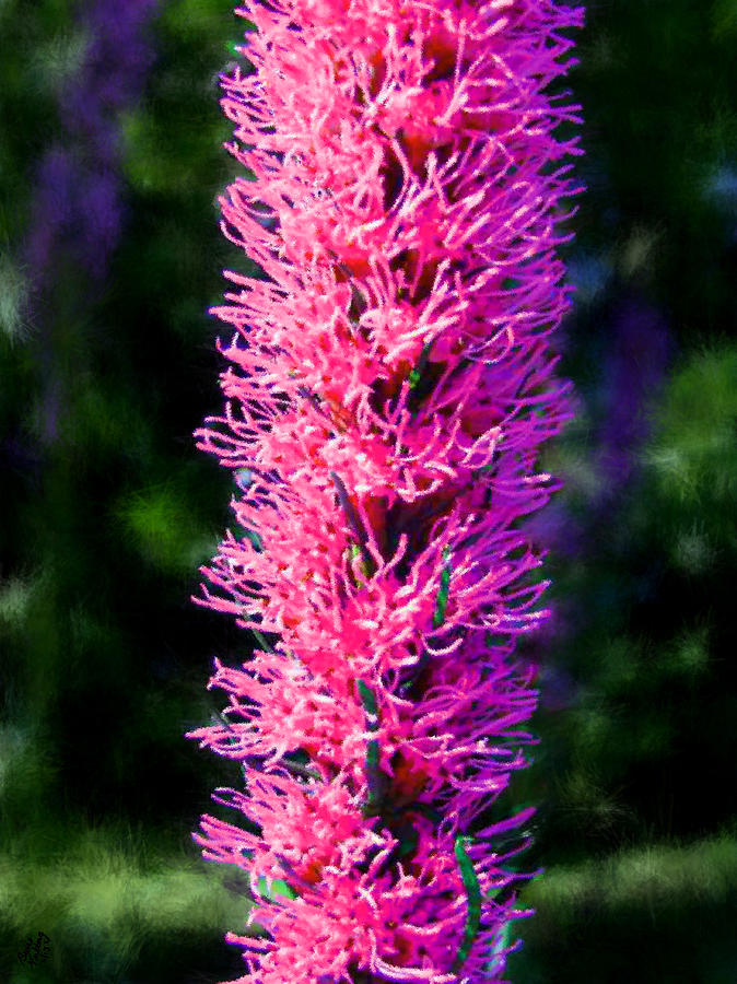 Pink Blazing Star Painting by Bruce Nutting