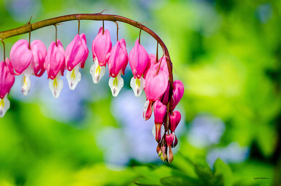 Pink Bleeding Heart Photograph by Crystal Wightman