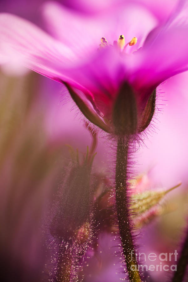 Nature Photograph - Pink Bloom by Andrea Gingerich