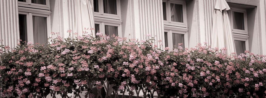 Pink Blooms on a French Balcony Photograph by Debbie Karnes