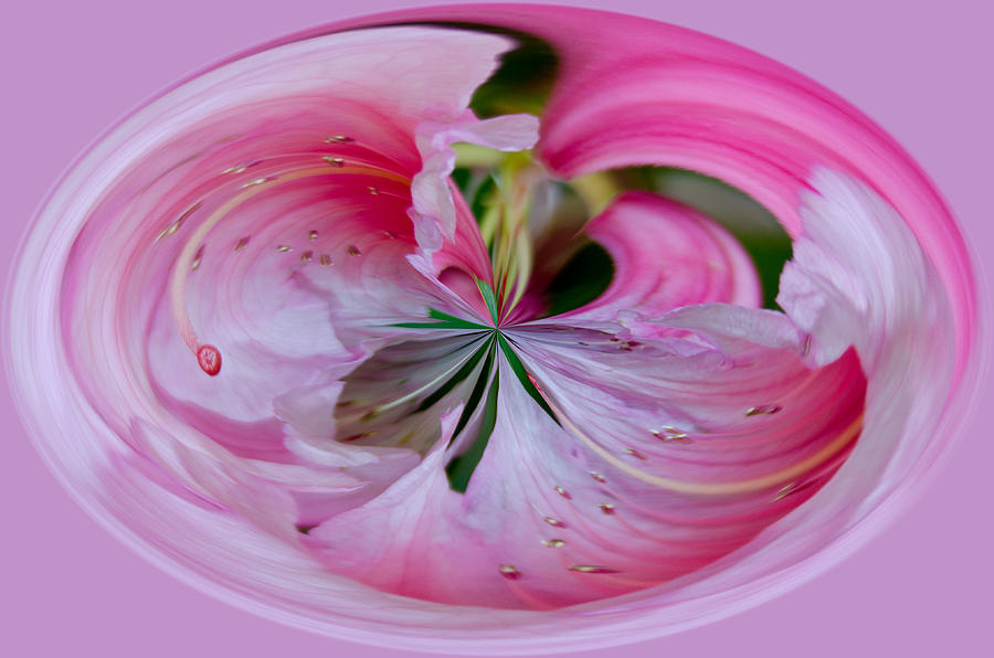 Pink Blossom Abstract Photograph by Tikvahs Hope