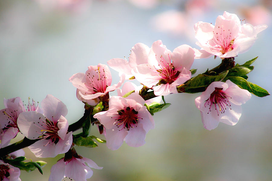 Pink blossom Photograph by Emanuel Tanjala