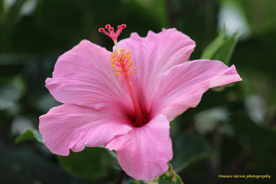 Pink Blossom Photograph by Nance Larson - Fine Art America