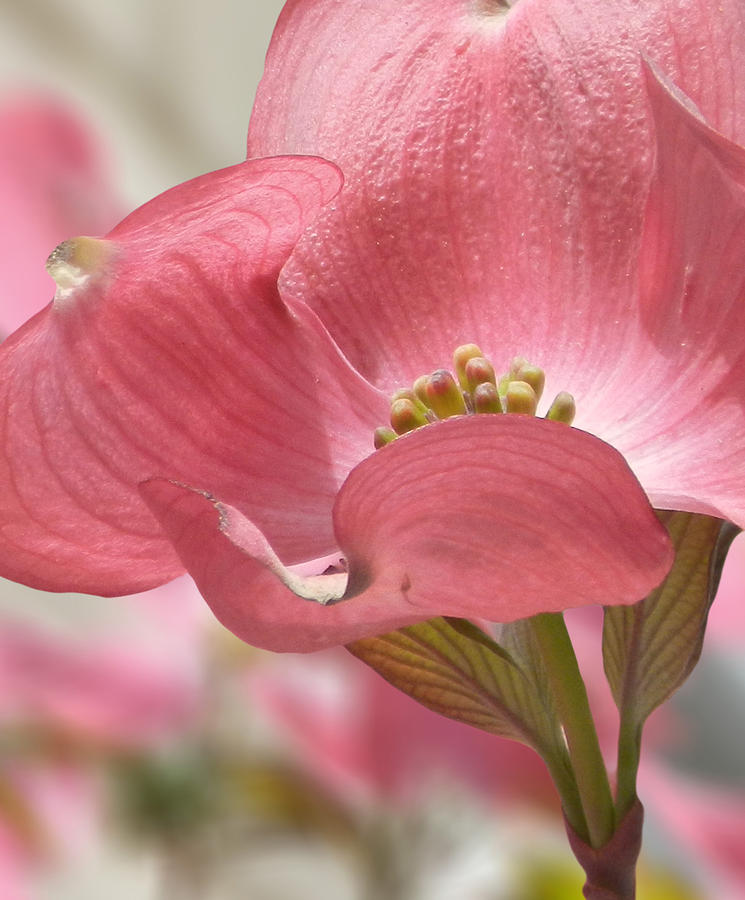 Pink Blossom Photograph by Nina Bradica