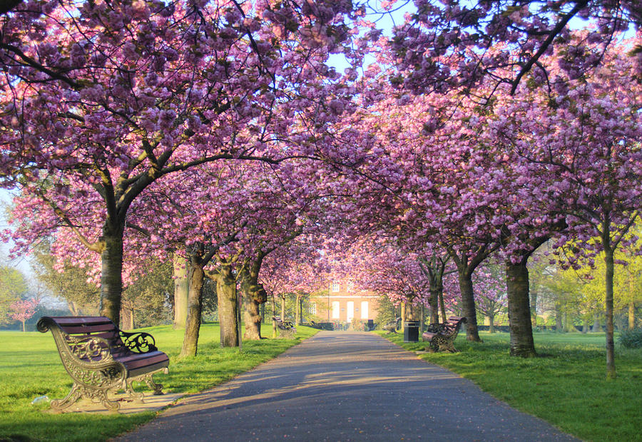 Pink blossom on trees in Greenwich Park Photograph by Andy Linden
