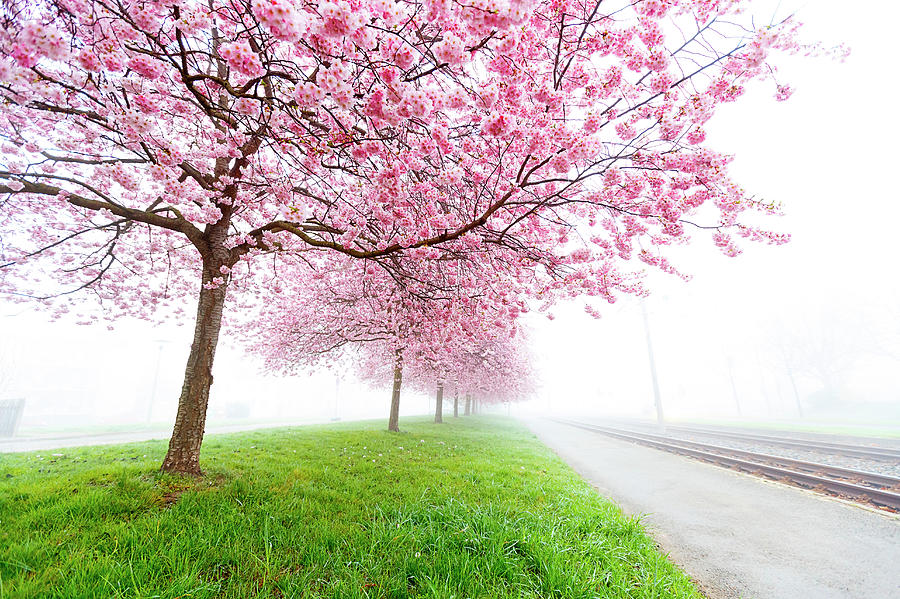Pink Blossom On Trees Photograph by Wladimir Bulgar