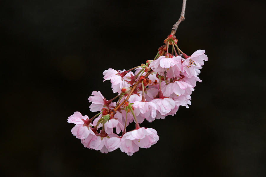 Pink Blossom with Raindrops Photograph by Juergen Roth