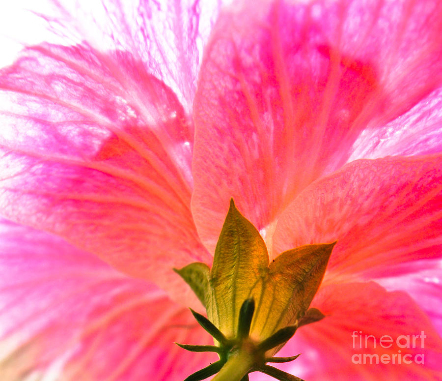 Pink Blossoming Photograph by L Machiavelli - Fine Art America