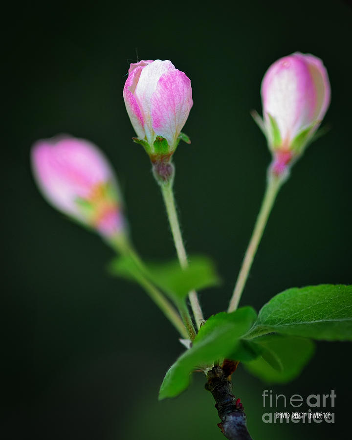 Pink Blossoms Photograph